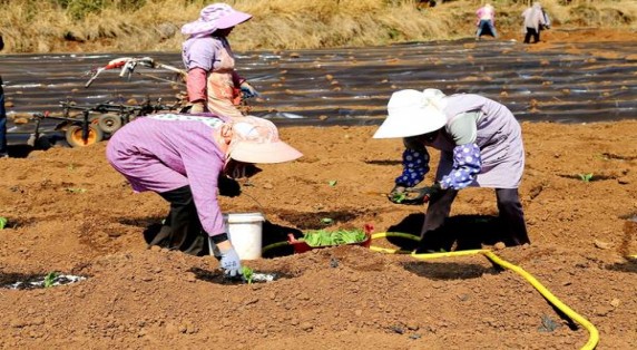 好彩(硬蓝中免版)一手价格，好彩(硬蓝中免版)价格查询