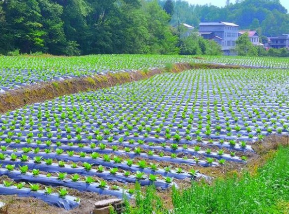 云雀LARK薄荷1mg日版价格查询 云雀LARK薄荷1mg日版价格表和图片