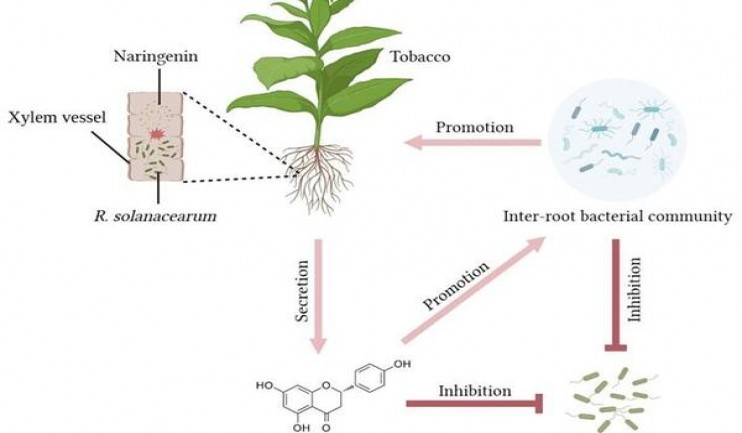 云雀(LARK)(冰薄荷细支1mg日版)一手批发，云雀(LARK)(冰薄荷细支1mg日版)批发价格是多少？