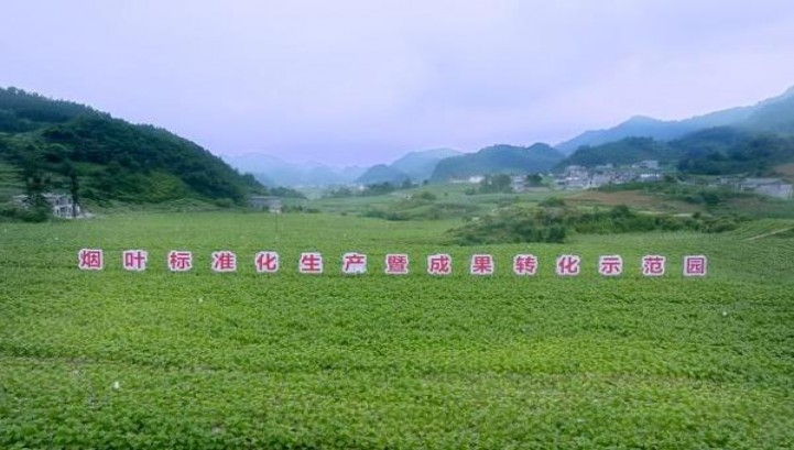 石林珍品多少钱一包2024？石林珍品多少钱一包2024？