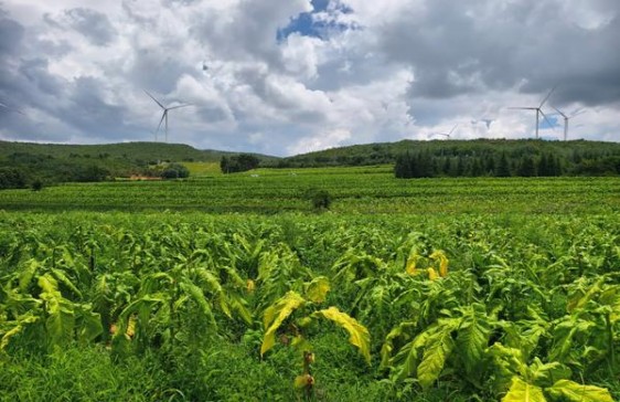 真龙(海纳百川)厂家，真龙(海纳百川)什么价格？
