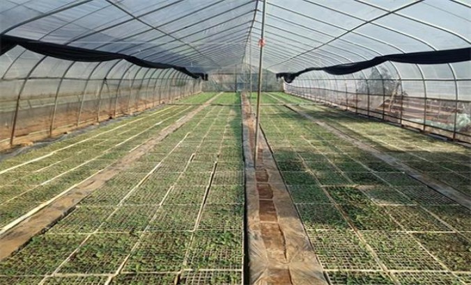 探索！钻石硬蓝120香烟的市场行情