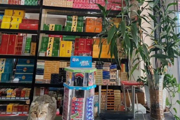 船长(茶味日版)一手批发，船长(茶味日版)多少钱一盒？