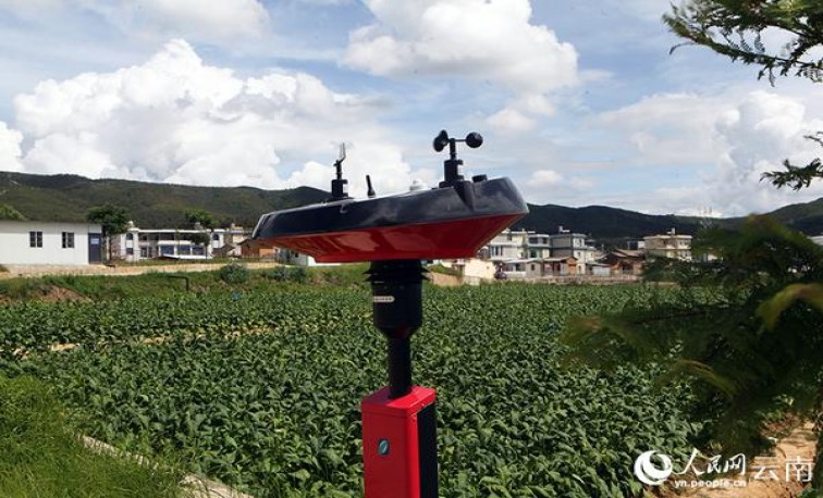 终于发现！香烟批发网“花团锦簇”