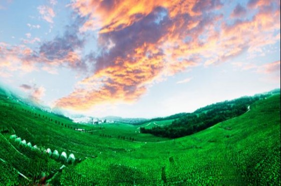 椰树(硬)批发价格是多少？椰树(硬)图片及价格 