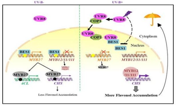 月兔(新派王)一手厂家，月兔(新派王)价格表一览