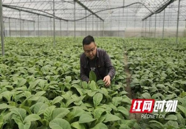 兰州硬珍品价格表一览 兰州硬珍品香烟价格表2024 