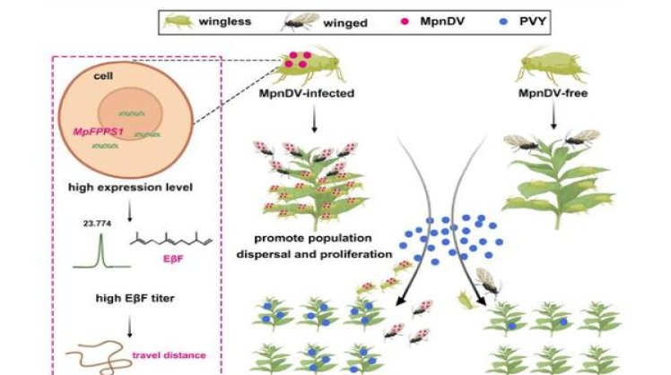 钻石鸿运多少钱一包2024？钻石鸿运价格表和图片