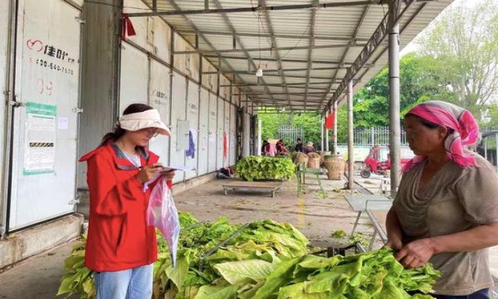 总督(软红港免版)参数详解 总督(软红港免版)批发价格是多少？