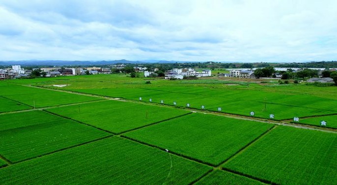阿里山传墨多少钱一包？阿里山传墨批发价格是多少？