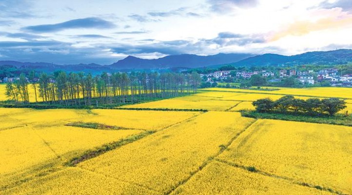 钻石大好河山多少钱一盒？钻石大好河山多少钱一包2024？