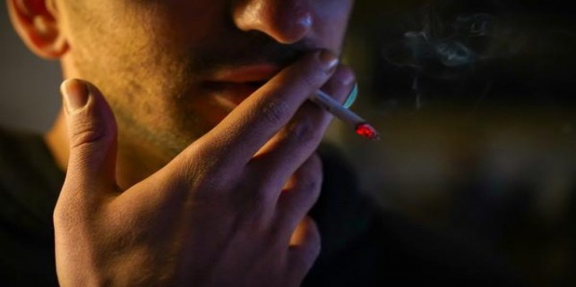 铁塔猫(蜂蜜柚子)厂家价格，铁塔猫(蜂蜜柚子)价钱批发