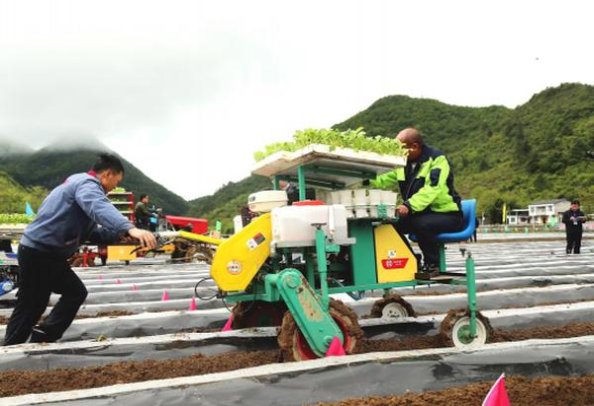 探索！狮牌迷你3号香烟的市场价格解析