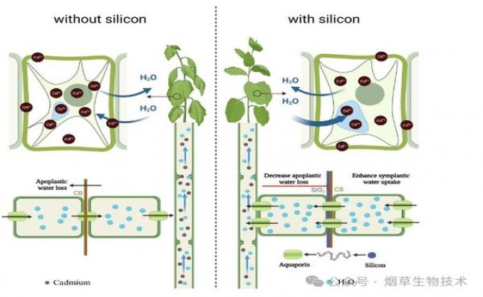 内幕！香烟厂家批发一手货源代理“反败为胜”