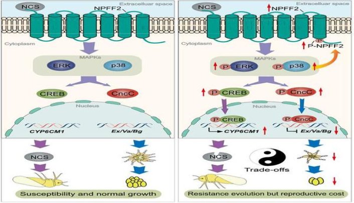 大卫杜夫(金特醇韩版)价钱批发 大卫杜夫(金特醇韩版)价格表一览 