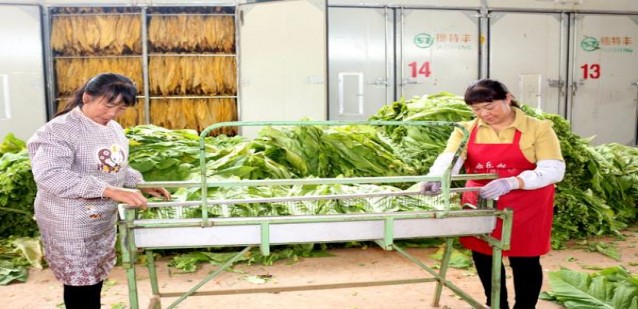 精选！金圣软滕王阁香烟的市场现状