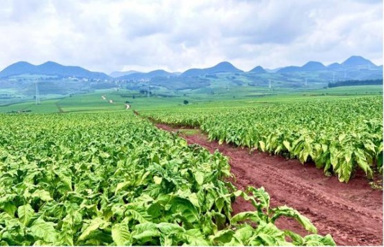 重大来袭！外烟爆珠厂家渠道一手货源“人困马乏”