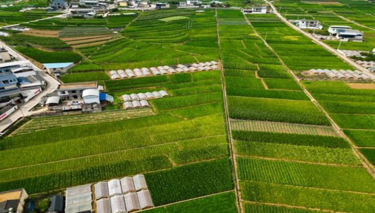 阿里山(小金花)多少钱一包？阿里山(小金花)图片及价格 