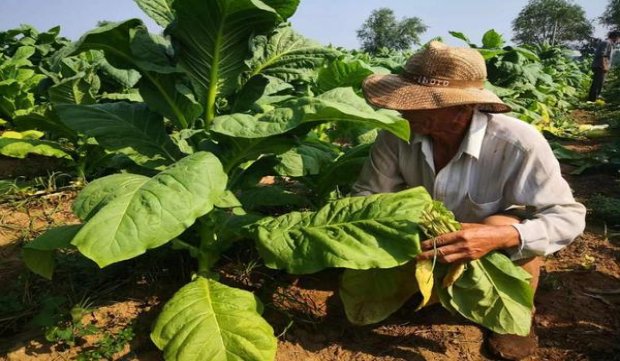 重大新闻！esse爆珠烟哪里有卖“声誉鹊起”