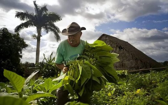 头条！广西越南代工香烟批发厂家一手货源“拔刀相助”