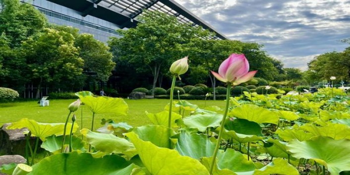 新丝路(拾年)多少钱一包？新丝路(拾年)价格查询 