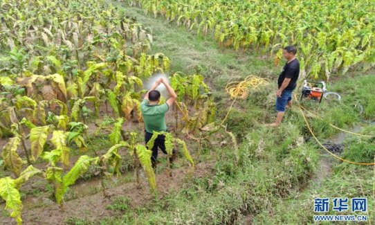 精选！云烟红清甜香云霄烟批发真相