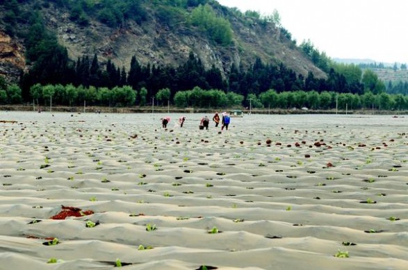 黄金叶五星多少钱一包？黄金叶五星价格查询 