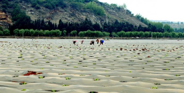 头条！越南代工香烟一手“任人唯贤”