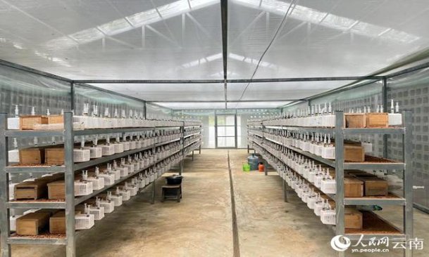 惊现！外国香烟品牌大全图片及价格“芬兰迷凉”