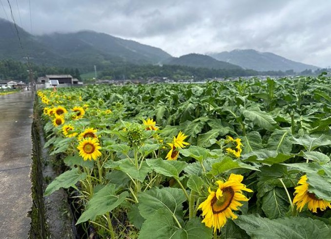 亚洲之星(经典日版)多少钱一盒2025？亚洲之星(经典日版)价格表一览 