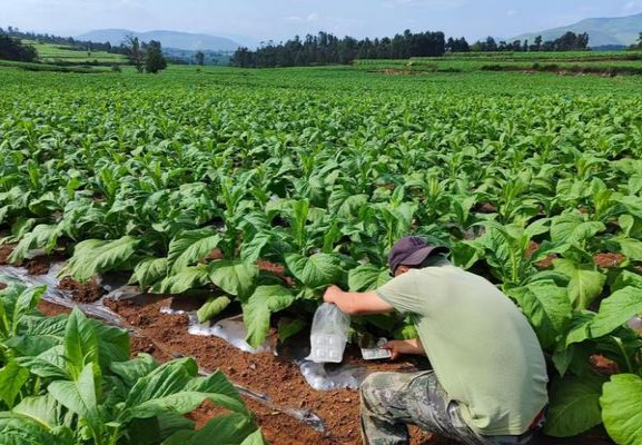 新消息！免税烟一手货源批发厂直销“惊弓之鸟”