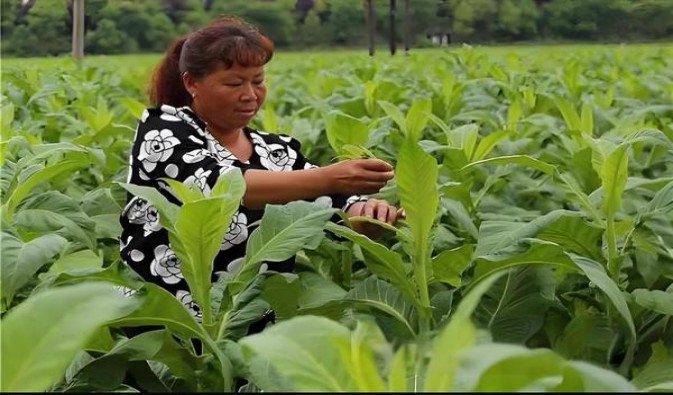冬虫夏草(黄金盛世)厂家批发，冬虫夏草(黄金盛世)香烟价格表2024