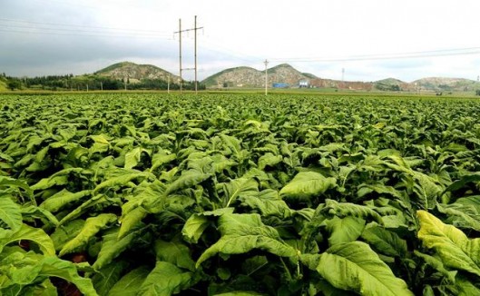 727(金超细)价格表和图片 727(金超细)香烟价格 