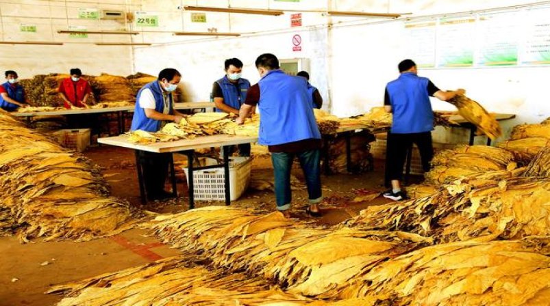 热点讨论！正品福建云霄香烟批发价目表“杀鸡取卵”