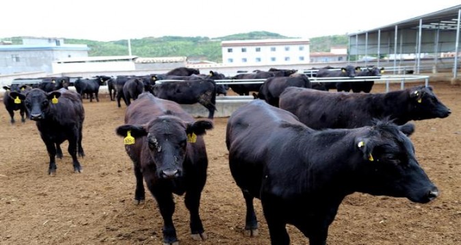 独家报道！精仿香烟批发供应商“雄心壮志”