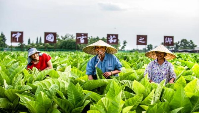 重大来袭！顶级云霄烟“福如东海”