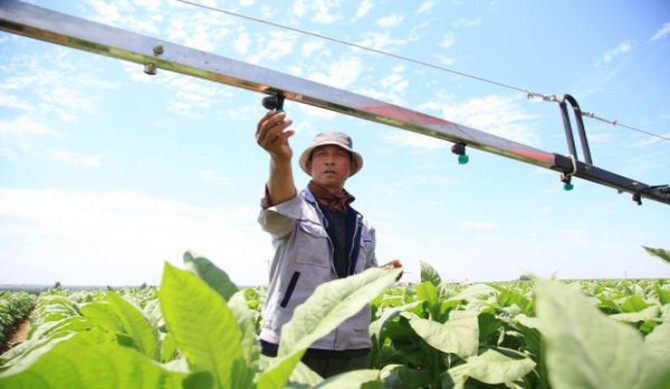 好彩(冰莓爆珠北海道澳门版)批发，好彩(冰莓爆珠北海道澳门版)多少钱一盒2024？