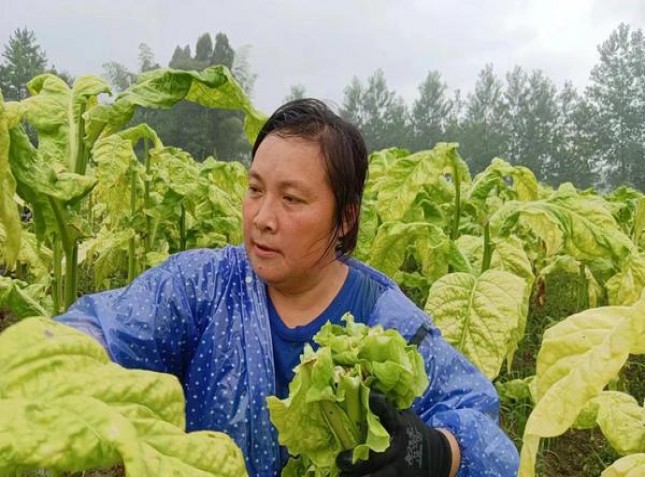 娇子(新硬龙凤经典)香烟正品价格表 娇子(新硬龙凤经典)参数详解 
