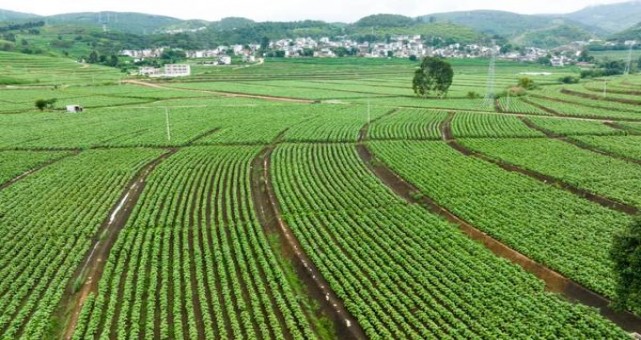 喜路(蓝33号)价格表一览 喜路(蓝33号)香烟价格 