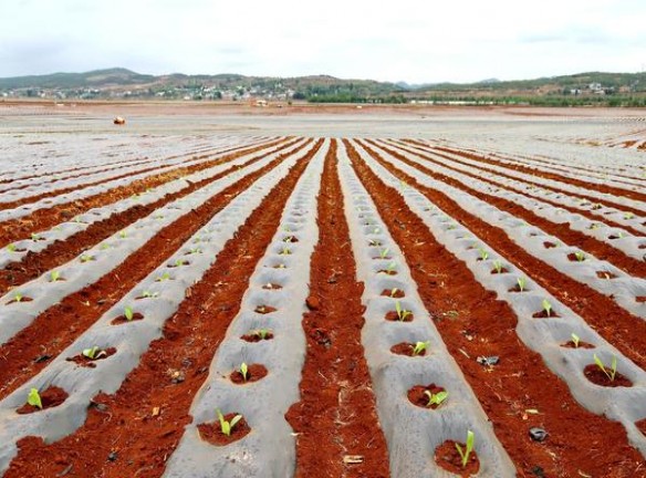 红塔山(传奇细支升级版)价格查询 红塔山(传奇细支升级版)价格表一览 