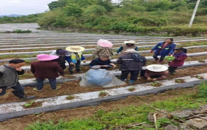 MOND梦都(星球蓝莓双爆细支)厂家批发，MOND梦都(星球蓝莓双爆细支)价格查询