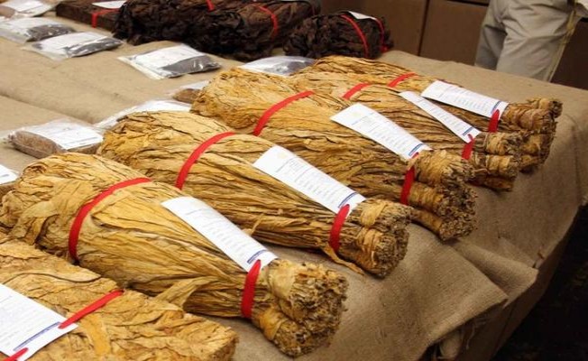 深入解析！娇子蓝太阳神鸟探索独特烟草文化与创新工艺的融合