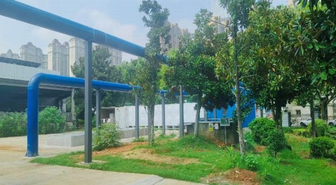 双叶薄荷多少钱一包？双叶薄荷多少钱一包2024？