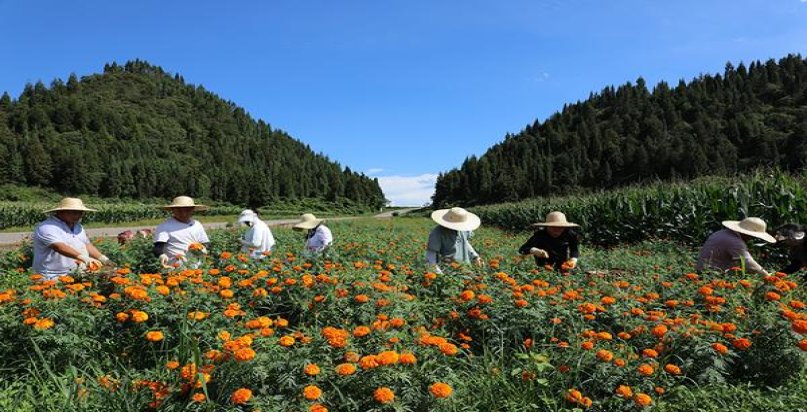骆驼原味新版什么价格？骆驼原味新版多少钱一盒？