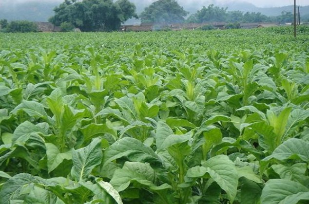 七匹狼(金砖御魁)多少钱一包？七匹狼(金砖御魁)香烟价格 