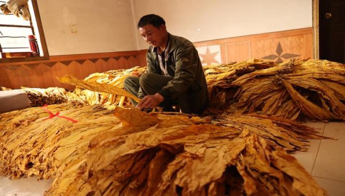 金圣软瑞香批发价格是多少？金圣软瑞香多少钱一盒2024？