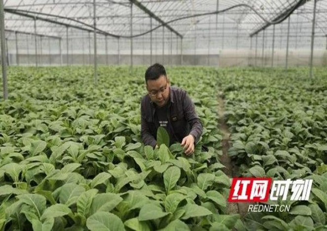 娇子(盛世天娇)价格查询 娇子(盛世天娇)价格表图一览表 