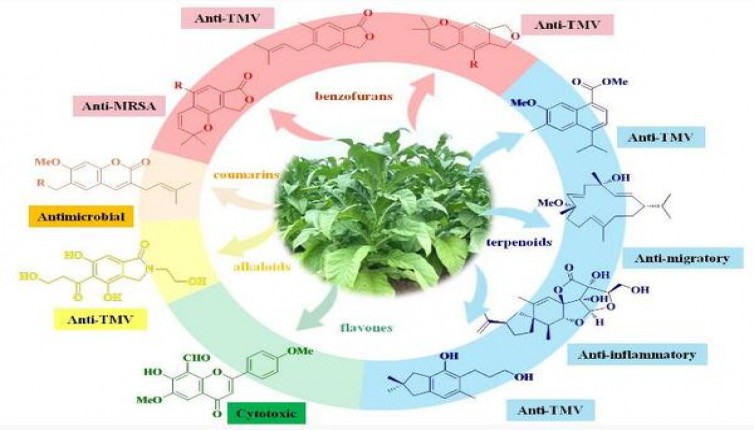 七匹狼(红1995)价钱批发 七匹狼(红1995)多少钱一包2025？