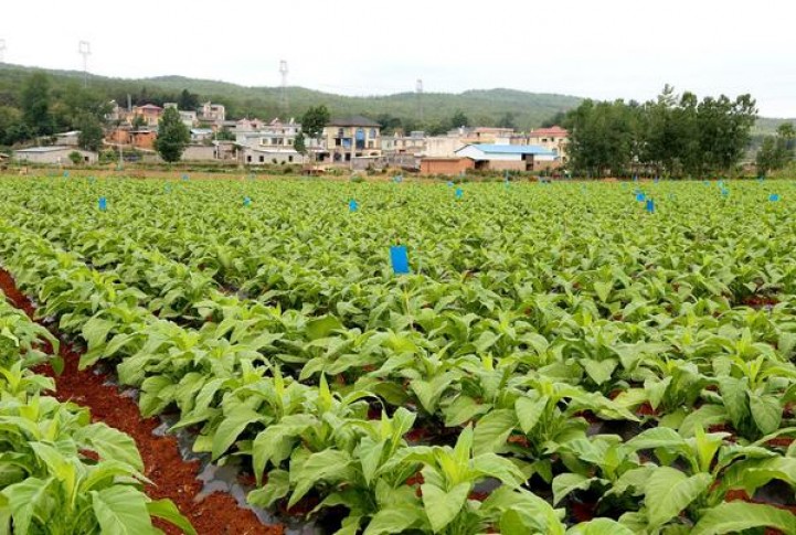 长白山(国风中支)价格表和图片 长白山(国风中支)价格表和图片 
