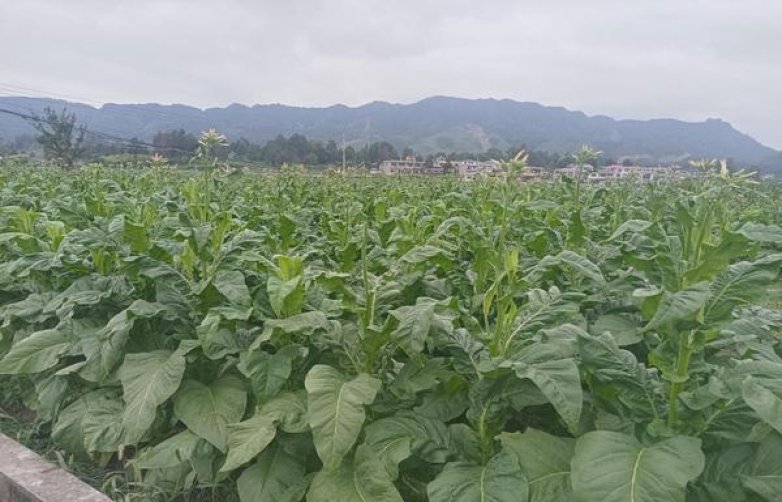 独家报道！全国香烟批发地“惟我独尊”